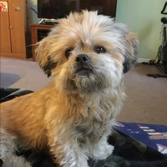 Meet your Posher, Sandy - Picture 3 of 4